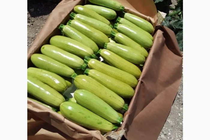 Тыква оптом- фото № 3