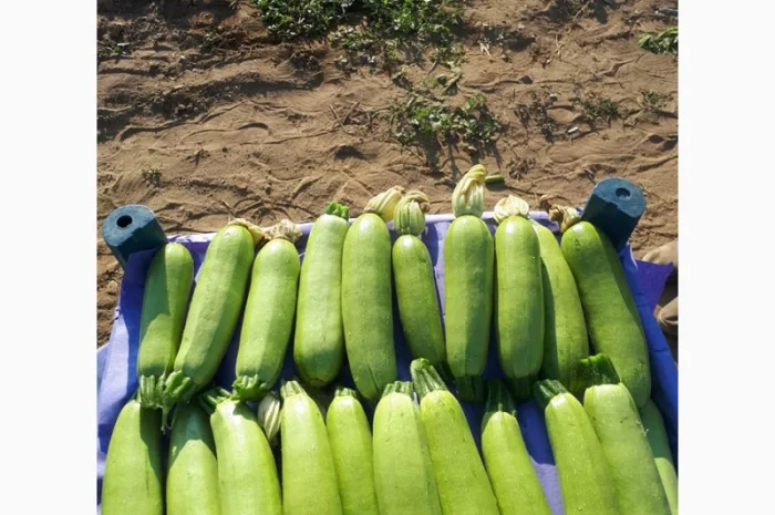 Тыква оптом- фото № 4