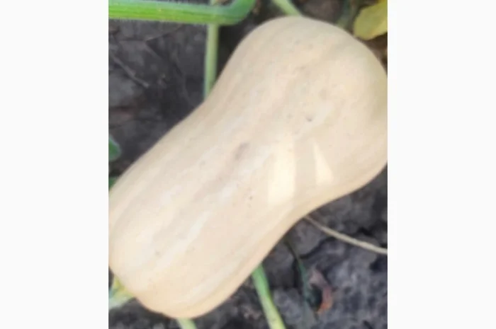 Продам Гарбуз сорт Матільда і Тіна- фото № 1