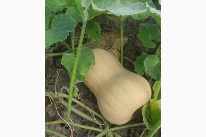 Продам Гарбуз сорт Матільда і Тіна- фото № 3