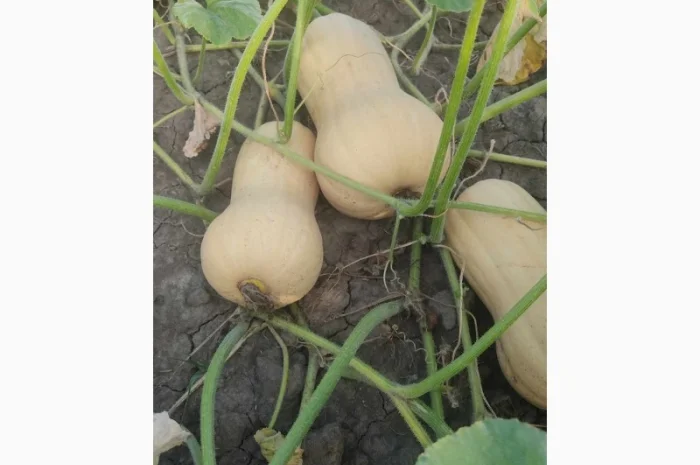 Продам Гарбуз сорт Матільда і Тіна- фото № 4