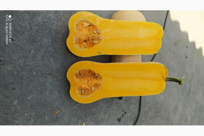 Продам гарбуз солодкий Баттернард.Дуже класний гарбуз, смачний підходить для каш та соків- фото № 1