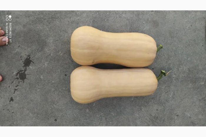 Продам гарбуз солодкий Баттернард.Дуже класний гарбуз, смачний підходить для каш та соків- фото № 2