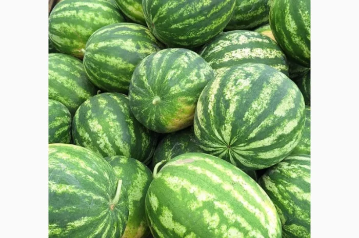 Продам срочно кавуни- фото № 1