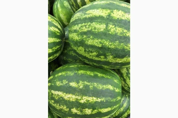 Продам срочно кавуни- фото № 2