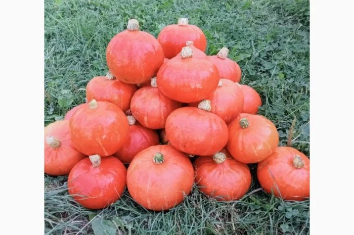 Продам овочі гарбуз баттернат, хоккайдо- фото № 1