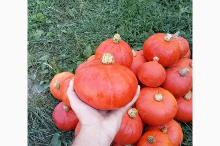 Продам овочі гарбуз баттернат, хоккайдо- фото № 4