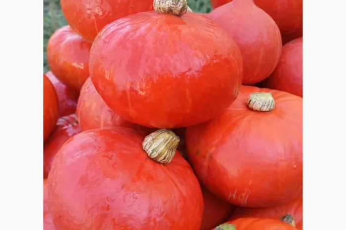 Продам овочі гарбуз баттернат, хоккайдо- фото № 5