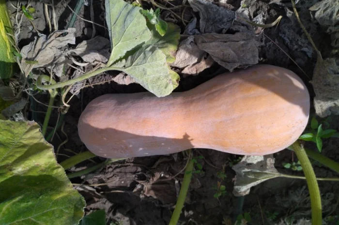 Гарбуз мускатний сорт арабатський- фото № 1