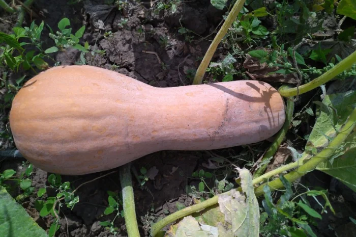 Гарбуз мускатний сорт арабатський- фото № 2