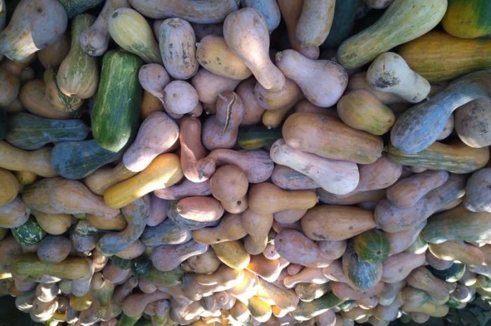 Гарбуз кашовий на корм тваринам- фото № 1