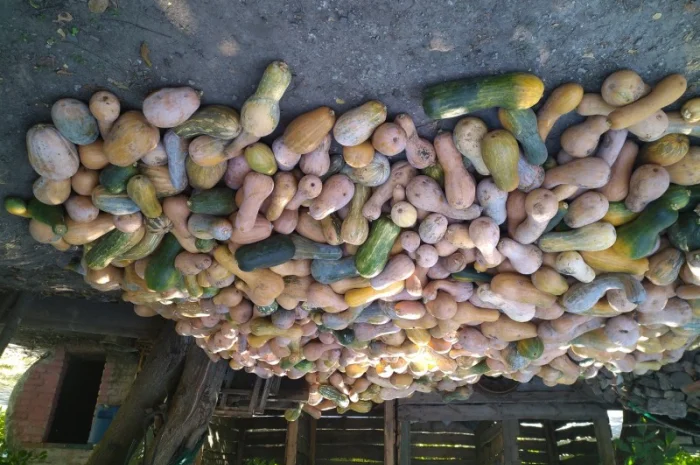 Гарбуз кашовий на корм тваринам- фото № 2