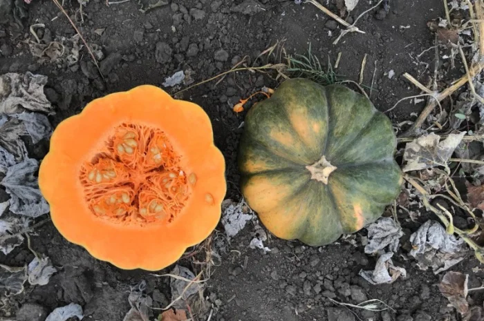 Продам тыкву- фото № 10