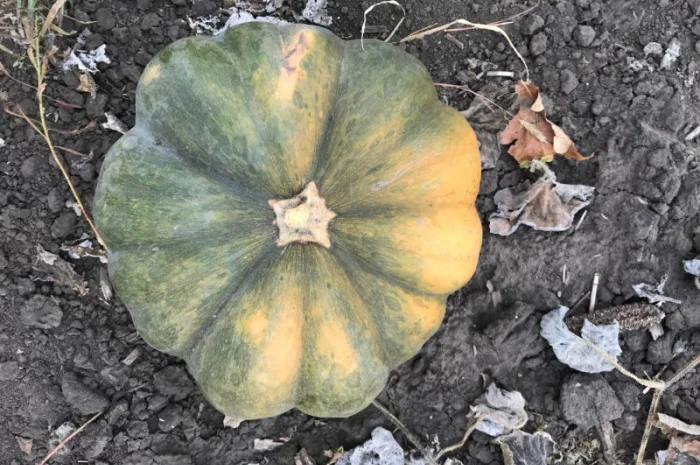 Продам тыкву- фото № 11