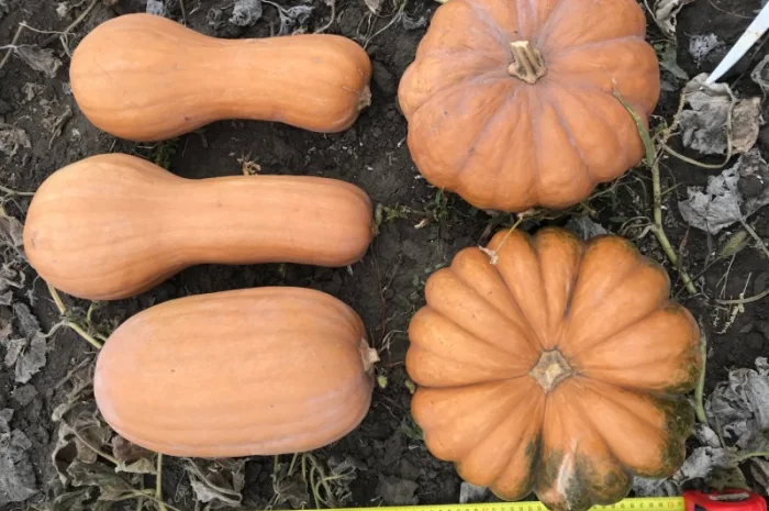 Продам тыкву- фото № 12