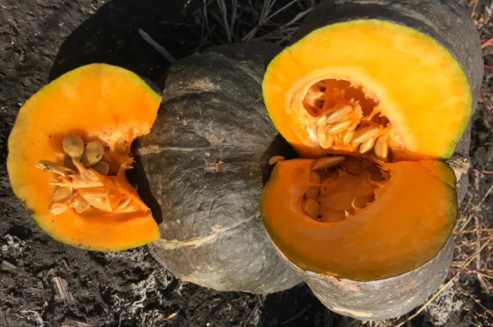 Продам тыкву- фото № 13