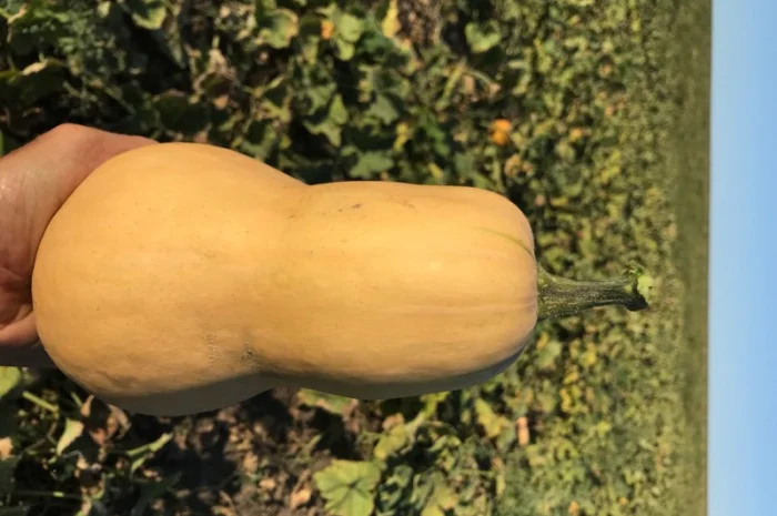 Продам тыкву- фото № 3