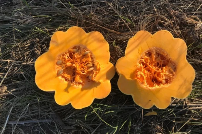 Продам тыкву- фото № 4