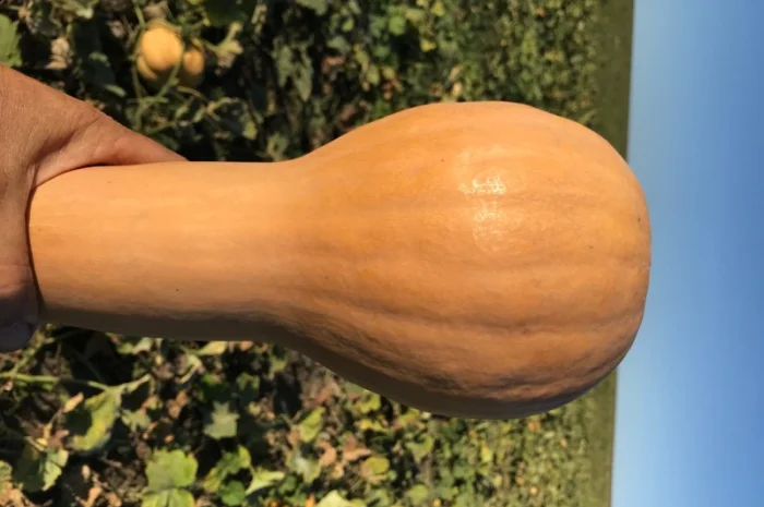 Продам тыкву- фото № 6