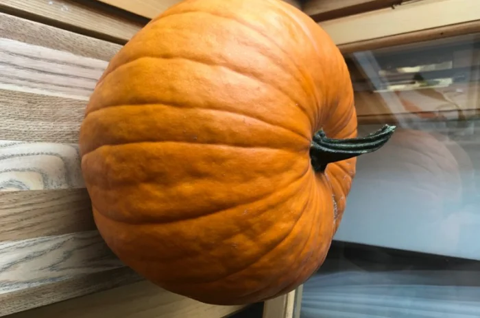 Продам тыкву- фото № 7