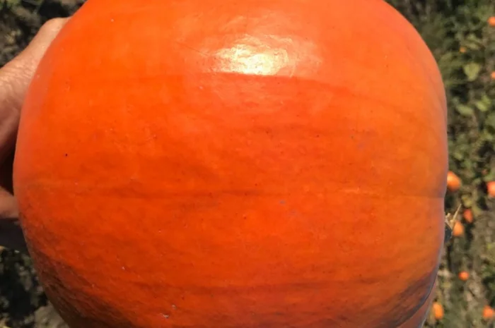 Продам тыкву- фото № 8