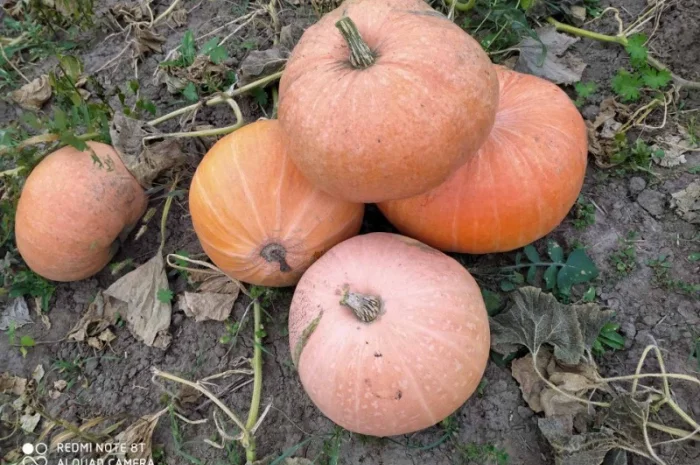 Продам гарбуз- фото № 1