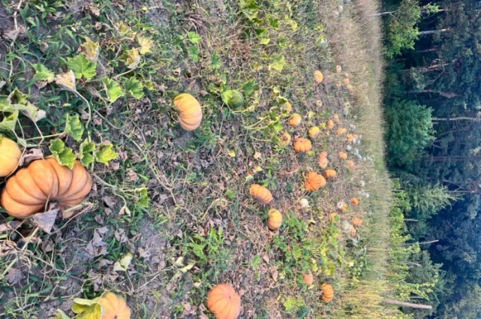 Продам гарбуз- фото № 1