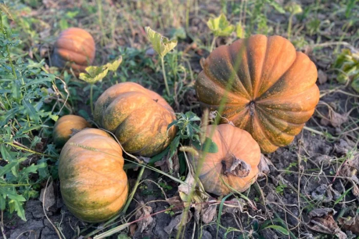 Продам гарбуз- фото № 2