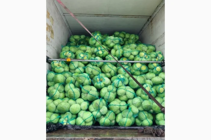 Куплю капусту оптом 1-2 сорт- фото № 4