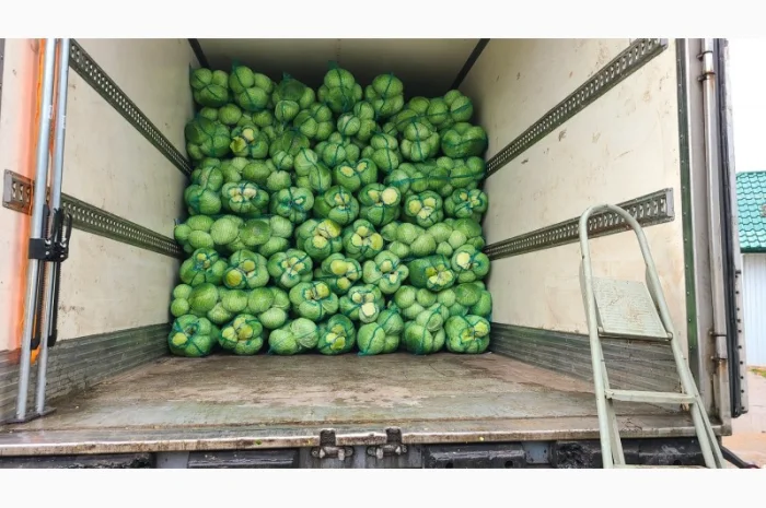 Куплю капусту оптом 1-2 сорт- фото № 3