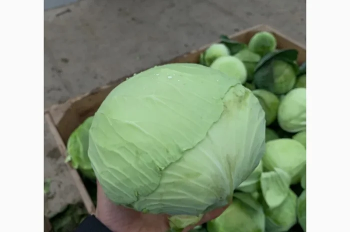 Куплю капусту оптом 1-2 сорт- фото № 2