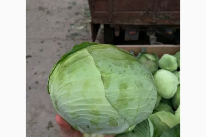 Куплю капусту оптом 1-2 сорт- фото № 1