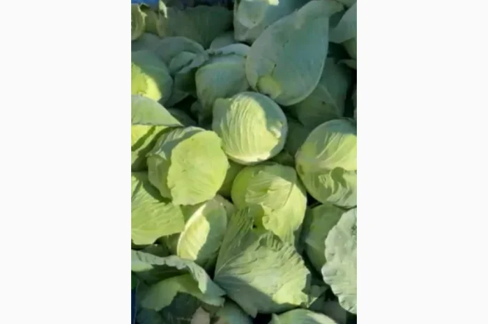 Капуста молоду на продаж- фото № 1