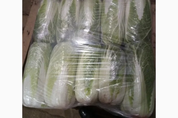 Пекинская капуста от поставщика, отгрузка от 5 тонн- фото № 1