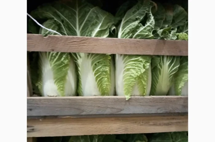 Пекинская капуста от поставщика, отгрузка от 5 тонн- фото № 2