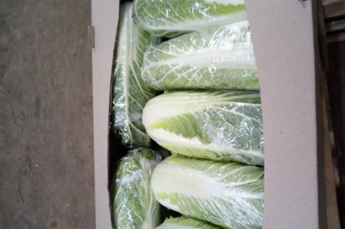 Пекинская капуста от поставщика, отгрузка от 5 тонн- фото № 3