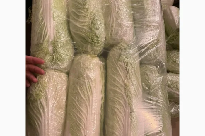 Пекинская капуста от поставщика, отгрузка от 5 тонн- фото № 4