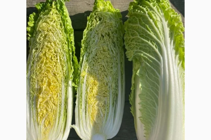 Пекінська капуста від фермера, 5 тонн- фото № 1