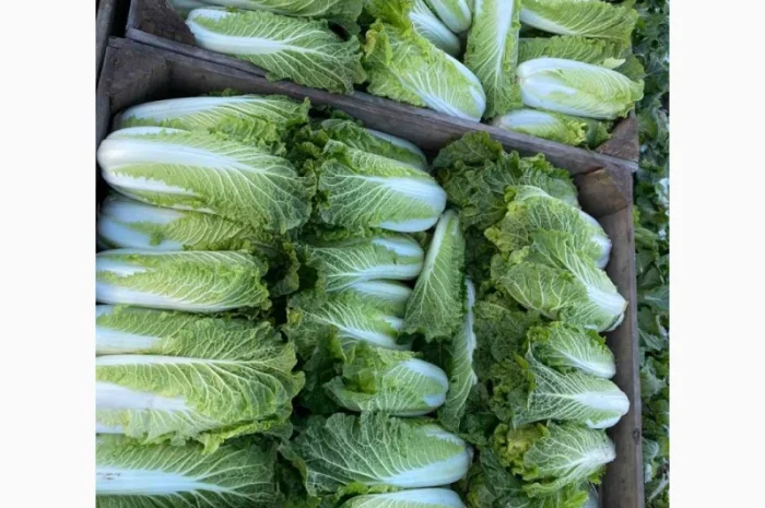 Пекінська капуста від фермера, 5 тонн- фото № 2