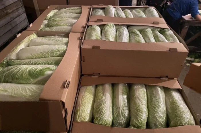Пекінська капуста від фермера, 5 тонн- фото № 3
