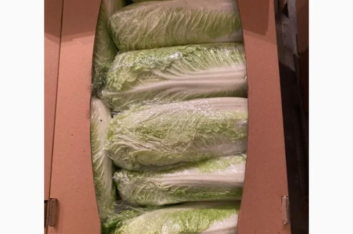 Пекінська капуста від фермера, 5 тонн- фото № 4