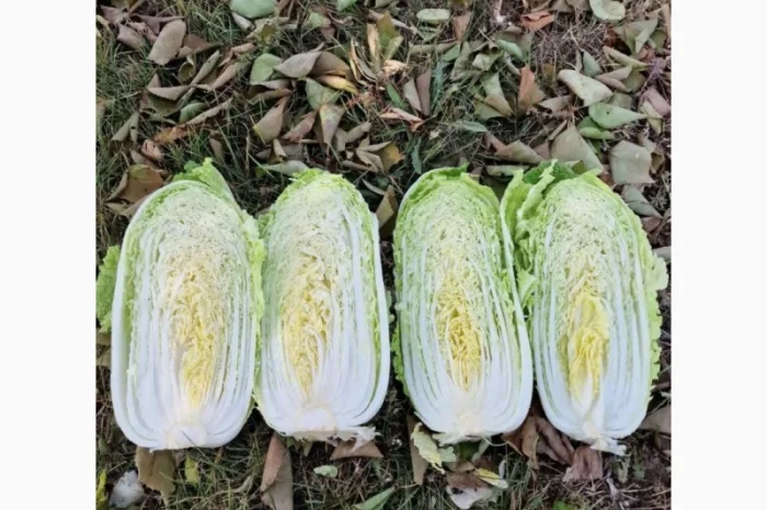 Пекінська капуста від фермера, 5 тонн- фото № 6