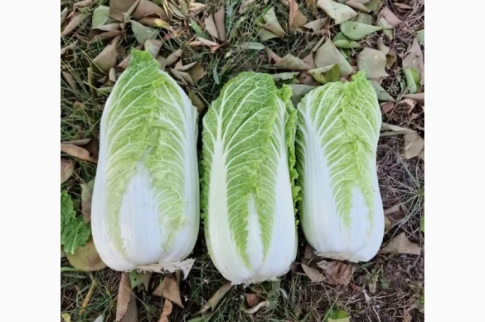 Пекінська капуста від фермера, 5 тонн- фото № 7