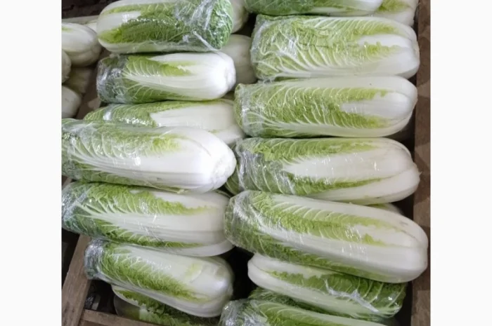 Пекінська капуста від фермера, 5 тонн- фото № 9