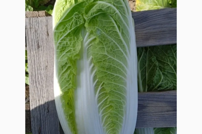 Пекінська капуста від фермера, 5 тонн- фото № 10