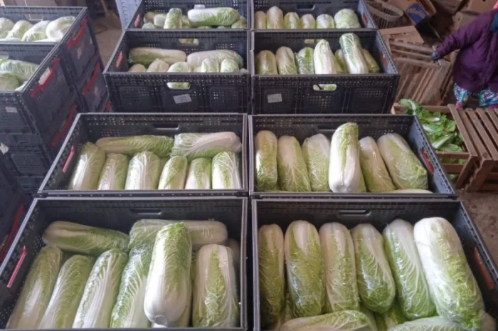 Пекінська капуста від фермера, 5 тонн- фото № 11