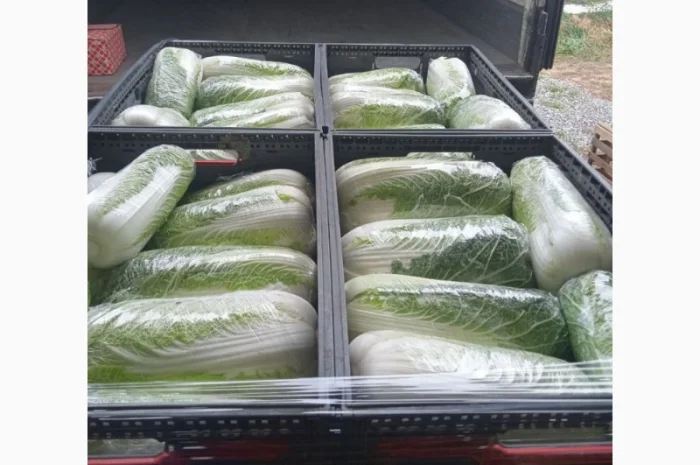 Пекінська капуста від фермера, 5 тонн- фото № 12
