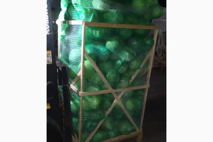 Продажа капусты белокачанной из Египта- фото № 2