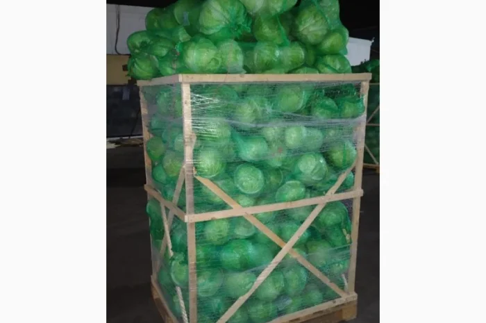 Продажа капусты белокачанной из Египта- фото № 3