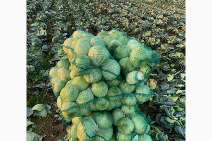 Закупівля Капусти оптом- фото № 2